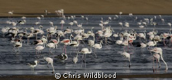 Greater and lesser flamingos in the Walvis Bay lagoon. by Chris Wildblood 